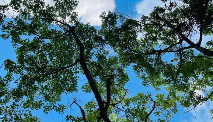 2024年立夏的準(zhǔn)確時(shí)間 立夏時(shí)間2024幾點(diǎn)幾分