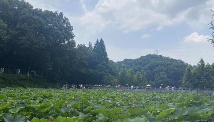 2024年什么時候立夏 2024年立夏是幾時幾分幾秒