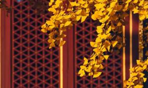 卜算子算命網(wǎng)