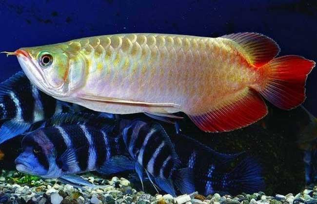 風(fēng)水魚，風(fēng)水魚要怎么擺放，風(fēng)水魚養(yǎng)幾條好