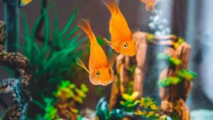 美發(fā)店魚(yú)缸風(fēng)水學(xué)，魚(yú)的顏色風(fēng)水，美發(fā)店養(yǎng)魚(yú)風(fēng)水講究_資