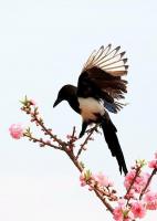 喜鵲風(fēng)水寓意有哪些象征，喜鵲的風(fēng)水意義？